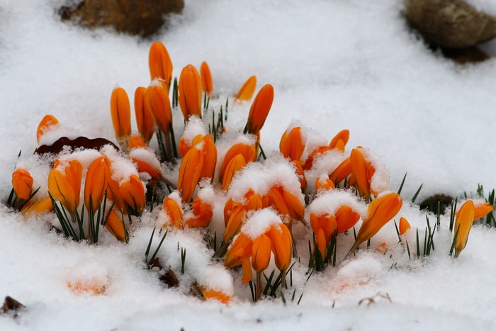 Orange Crocuses Covered in Snow