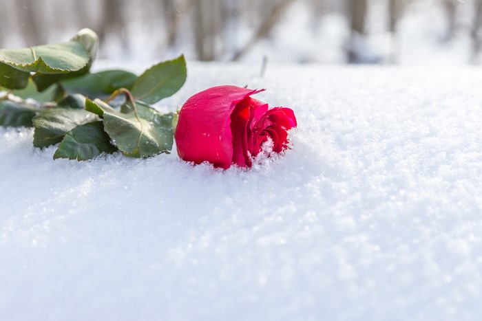Red rose lying on snow in winter