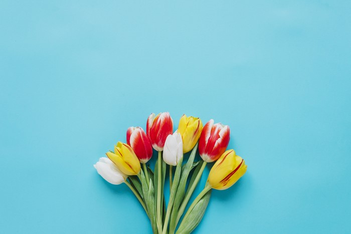 Tulips on a colored background