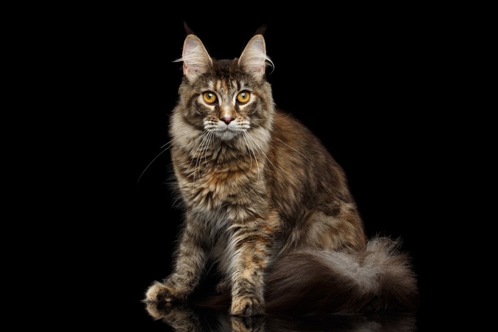 Maine Coon Cat on Black Background