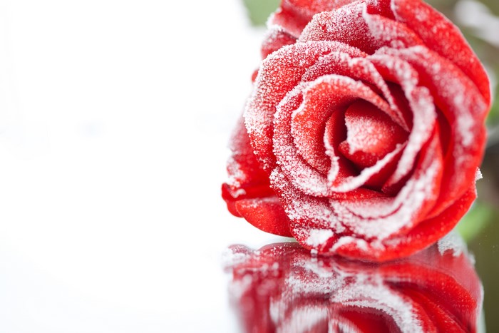 Red rose covered in frost with reflection