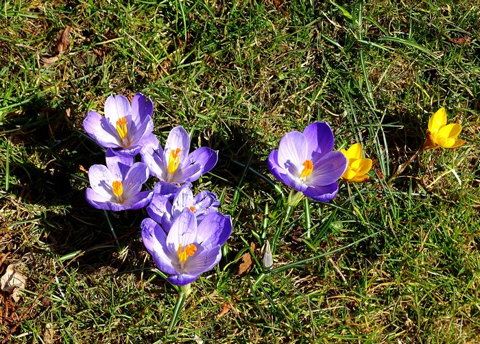 Spring Crocuses in Grass