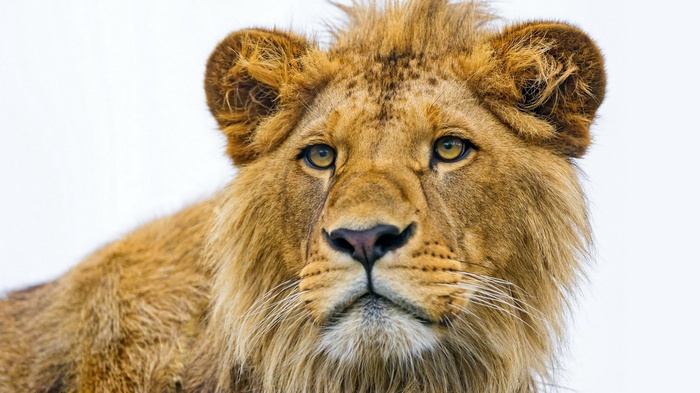 Close-up of a male lion's face
