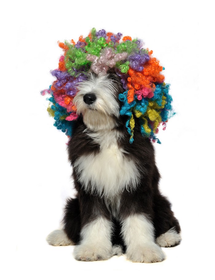 Dog wearing a colorful afro wig