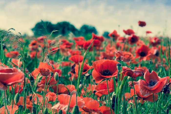 Field of red poppies under a cloudy sky