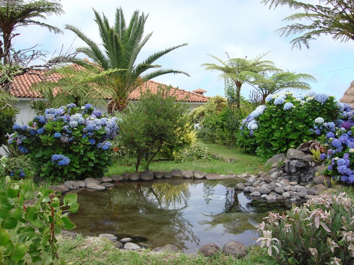 Garden pond with hydrangeas and palm trees in Madeira, Portugal