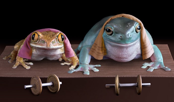Two frogs with towels and dumbbells