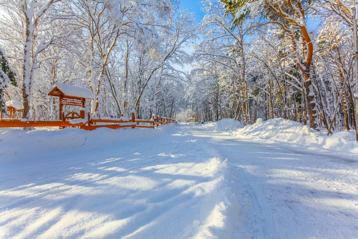 Snowy road in a winter forest with a wooden fence