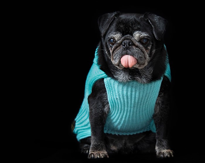 Black Pug Wearing a Blue Sweater on Black Background