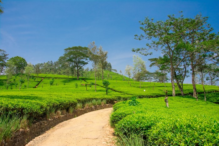 4K Scenic View of Lush Fields and Trees in Nuwara Eliya