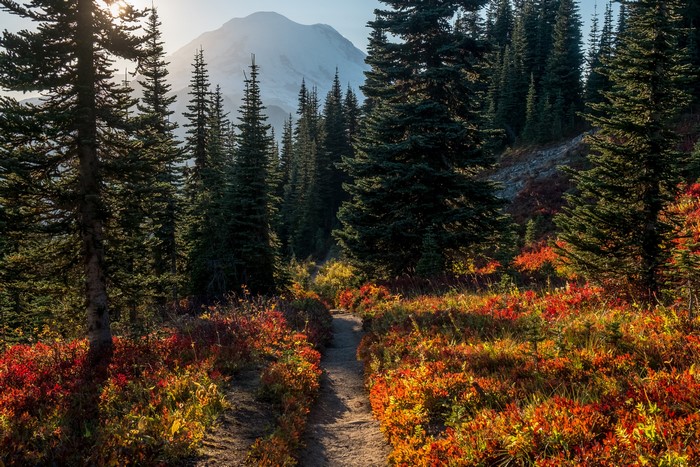 Trail through Spruce Forest in Mount Rainier National Park