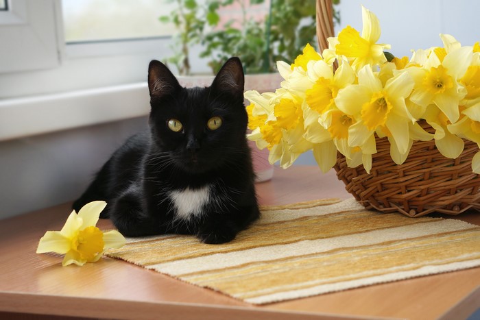 Black cat with daffodils