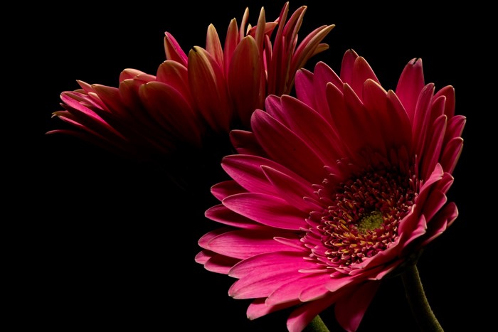 Two pink Gerbera daisies on a black background