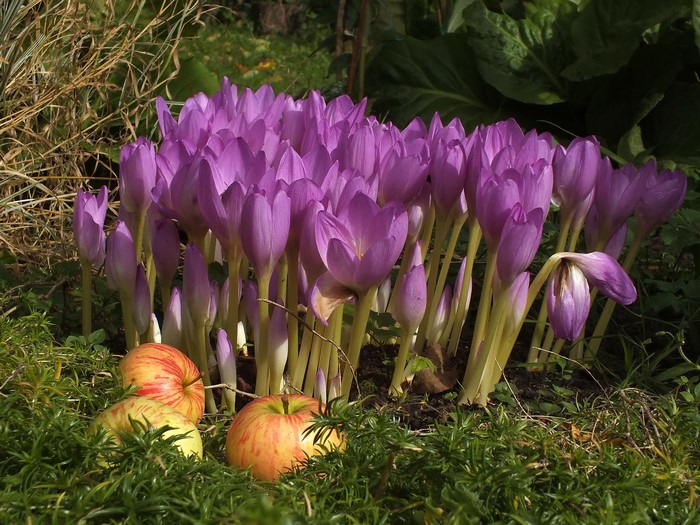 Purple Colchicum flowers with apples in garden