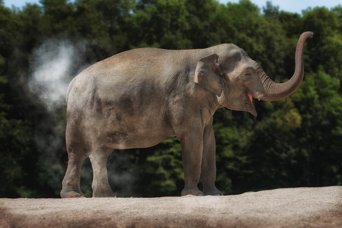 Elephant farting dust
