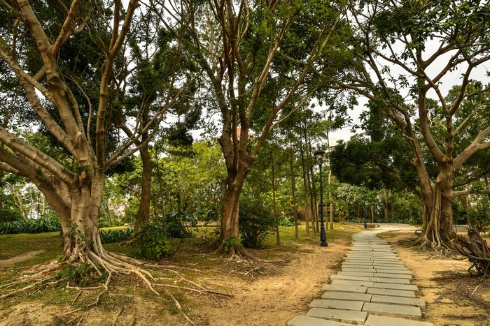 Park path with large trees and a lamppost in Macao, China