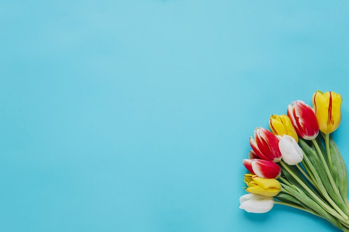 Bouquets of Tulips on a Colored Background