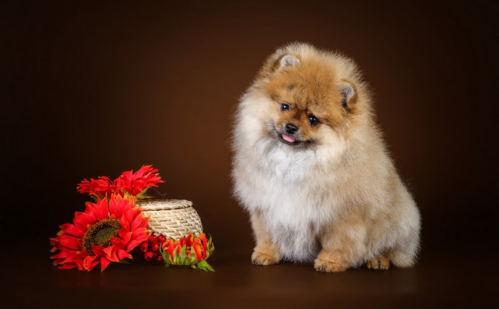 Pomeranian puppy with sunflowers and a basket