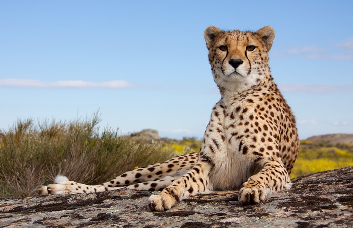Cheetah resting on rocks