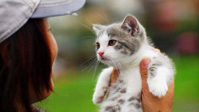 Kitten held by hands, person wearing cap