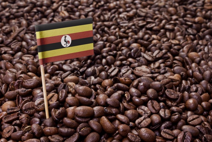 Uganda flag on coffee beans