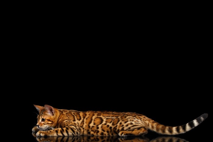 Bengal cat lying on a black background