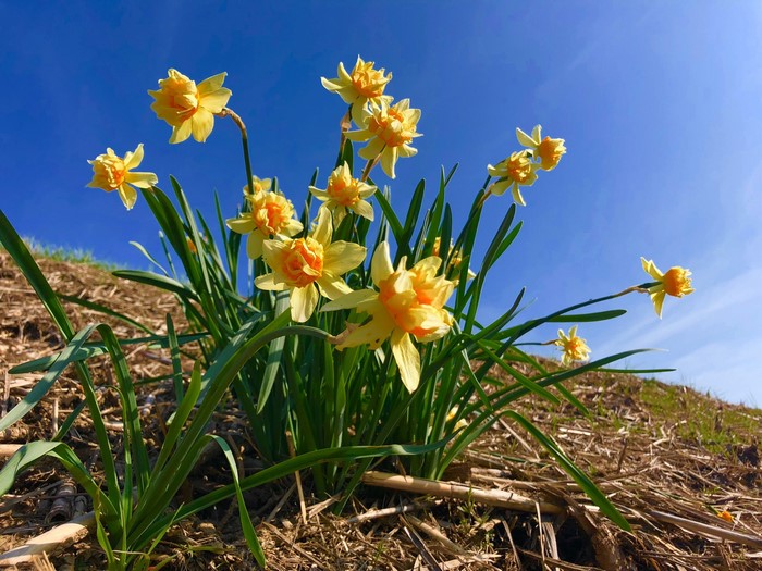 Yellow daffodils blooming under a blue sky