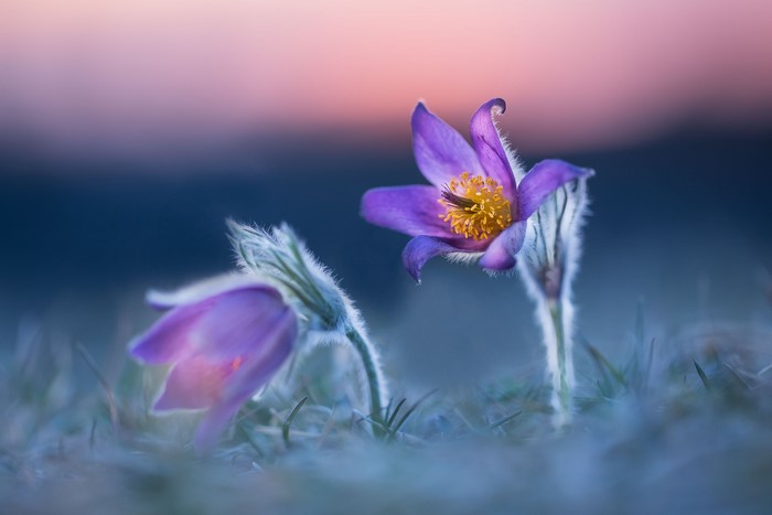 Purple Pulsatilla flowers in soft light