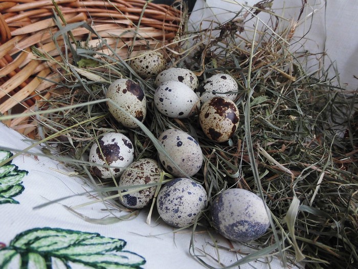 Quail eggs in a basket with straw