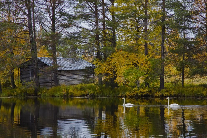 Two swans swim in a lake near a wooden cabin in autumn