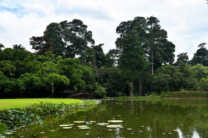 Pond with lotus plants and trees in Bogor, Indonesia