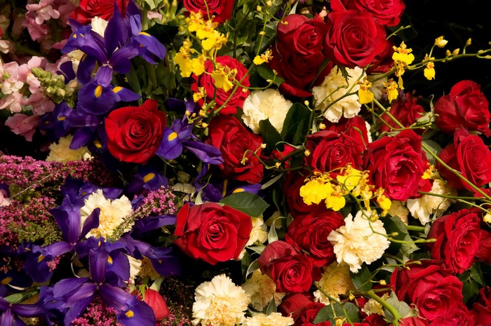 4K Roses, Irises, Carnations, and Orchids