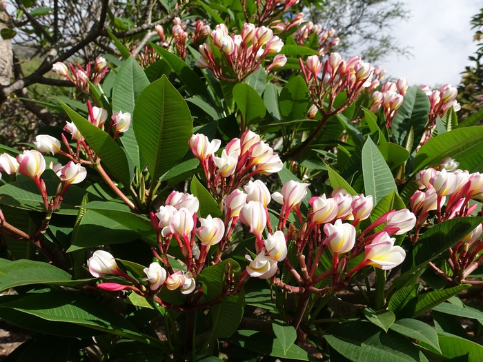Plumeria branches with pink and white flowers