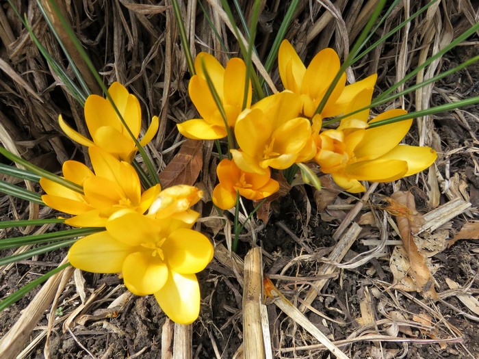 Yellow crocuses blooming in dry grass