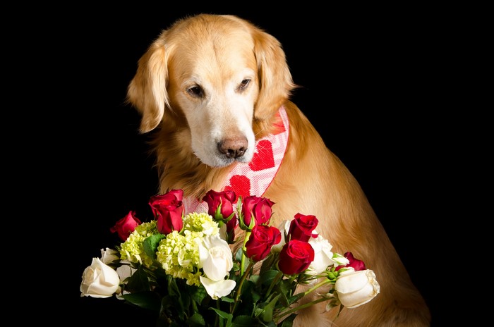 Golden Retriever with Roses and Hydrangeas