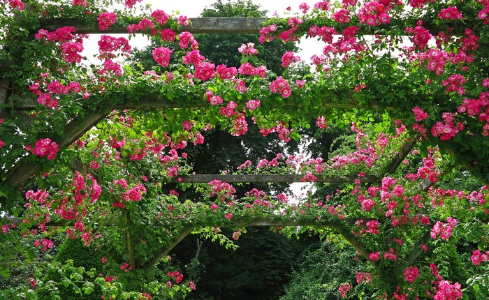 Pink roses climbing on a wooden pergola