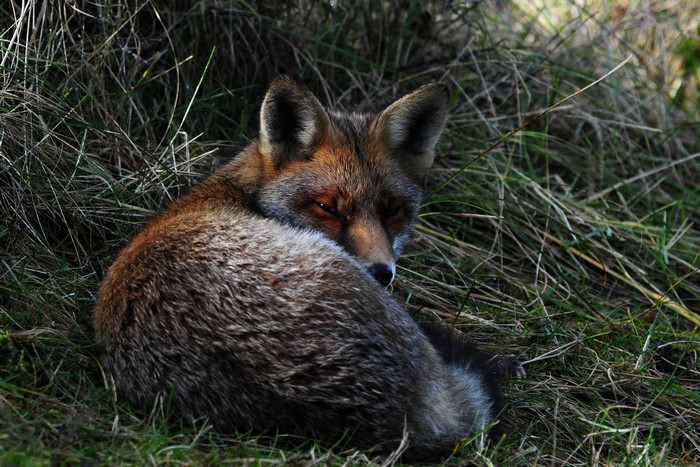 Fox resting in tall grass