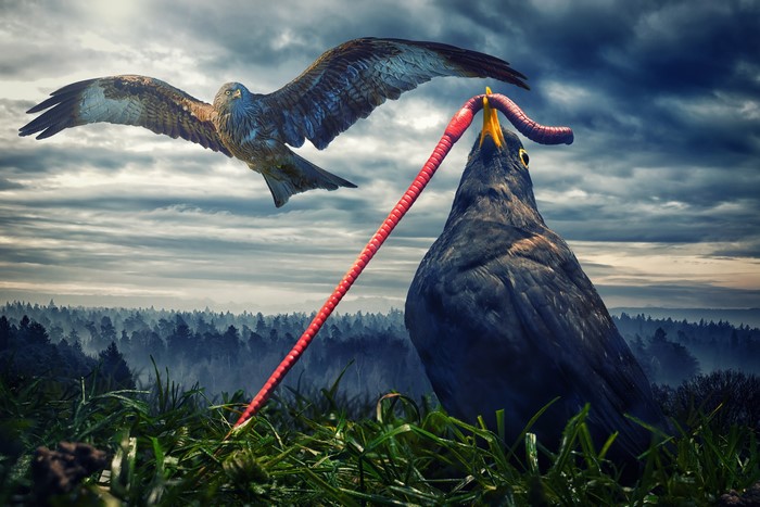 4K Birds Fighting Over a Worm