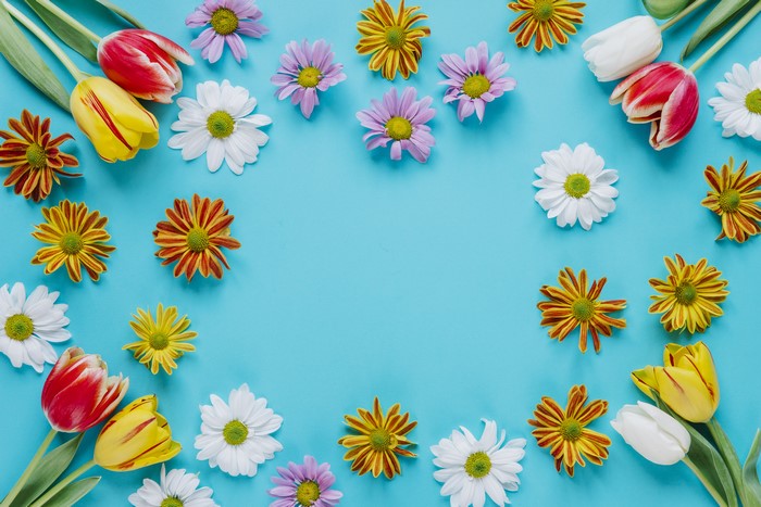 Tulips and Chrysanthemums on a Blue Background