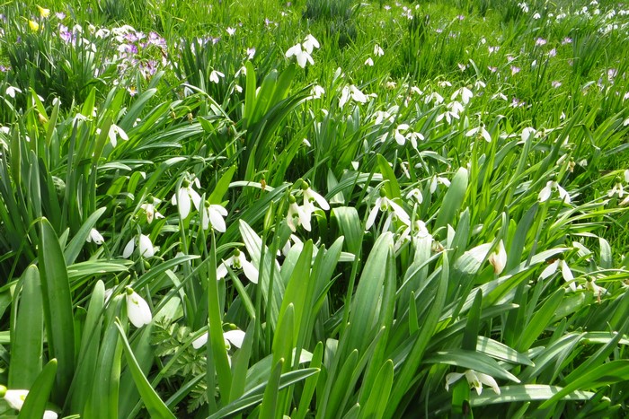A field of snowdrops and other spring flowers