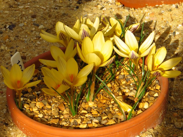 Yellow crocuses with purple stripes in a pot