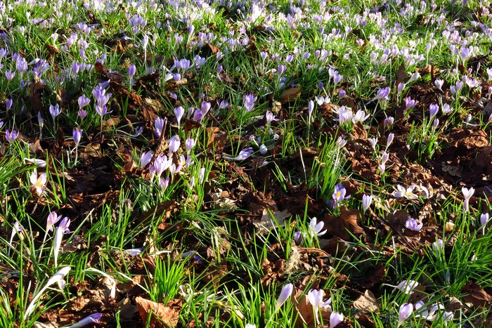 Field of purple and white crocuses in grass