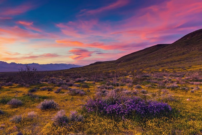 Desert landscape with wildflowers and mountains at sunset