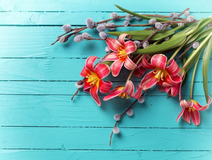 Pink and yellow tulips with pussy willow branches on blue wood planks