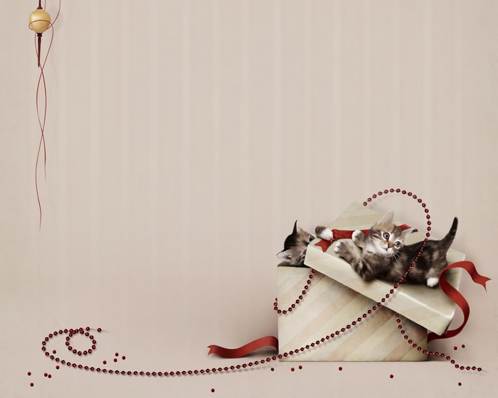 Kittens in a Gift Box with Red Beads