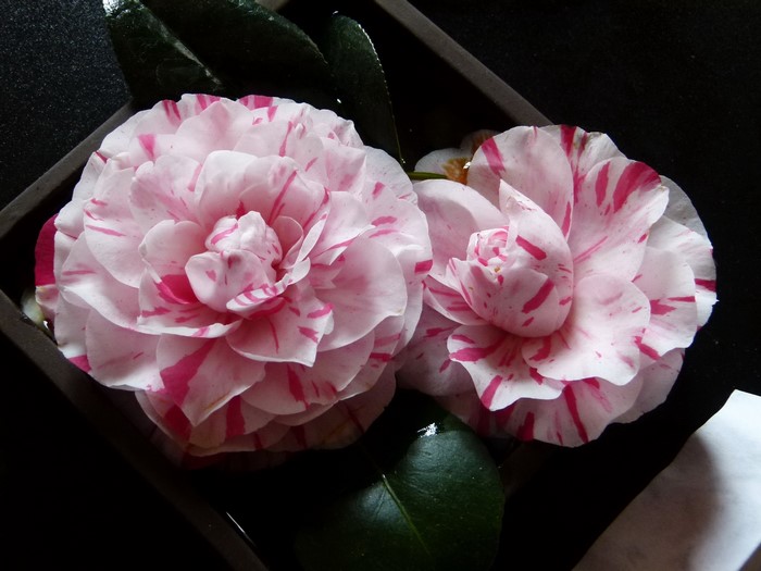 Two pink and white camellia flowers