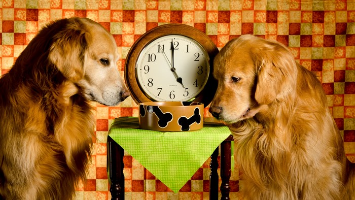 Two Golden Retrievers and a Clock
