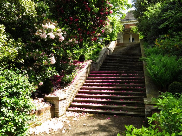 Stone stairs in a garden with rhododendrons and fallen petals