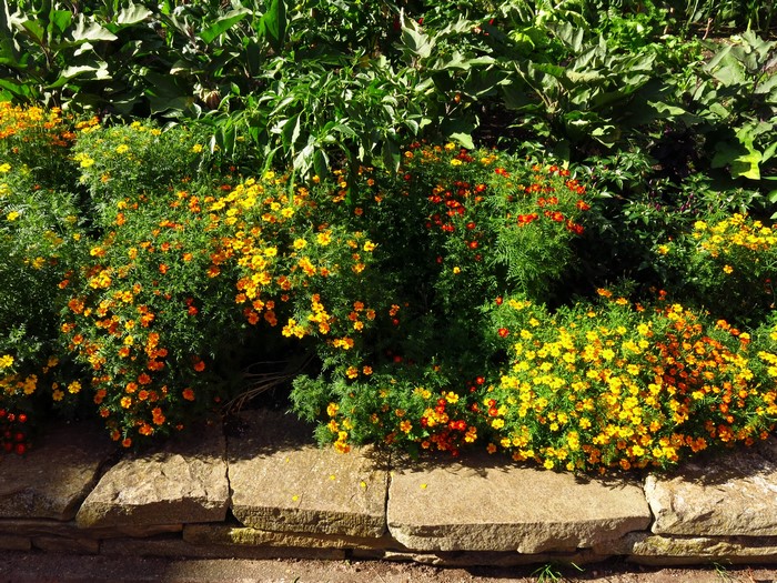 Marigolds in a garden with stone wall