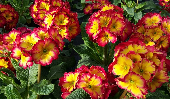 4K Primula flowers closeup